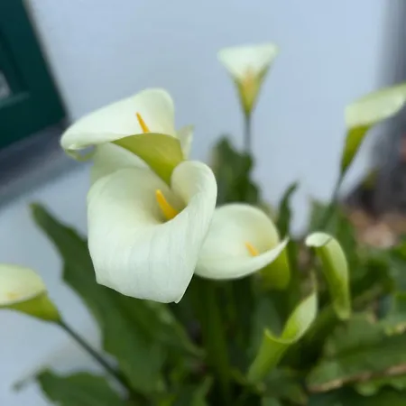 Chezwise Eircode H91 Ff2k