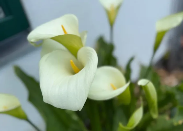 Chezwise Eircode H91 Ff2k