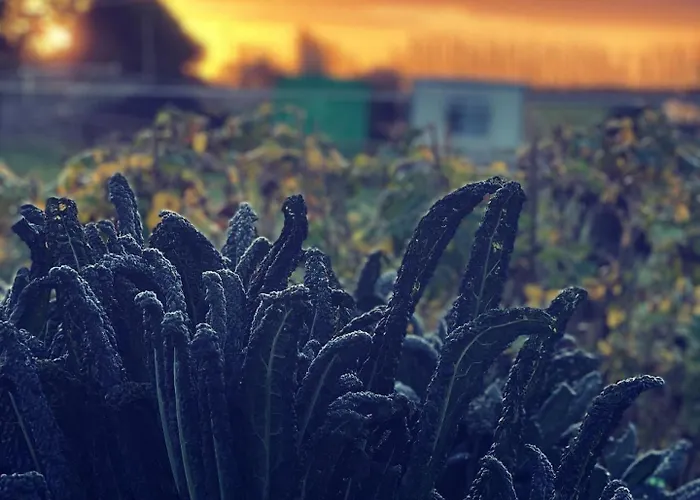 Проживание в семье Chezwise Eircode H91 Ff2k